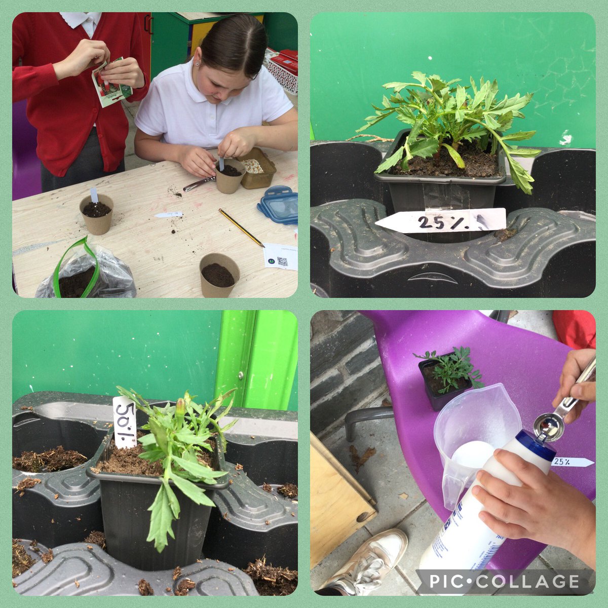 In Dosbarth 10 today we set up our science investigations to find out the effects of salt, fertiliser and light levels on plant growth. We’ll be monitoring how our plants grow over the next week @garntegprimary