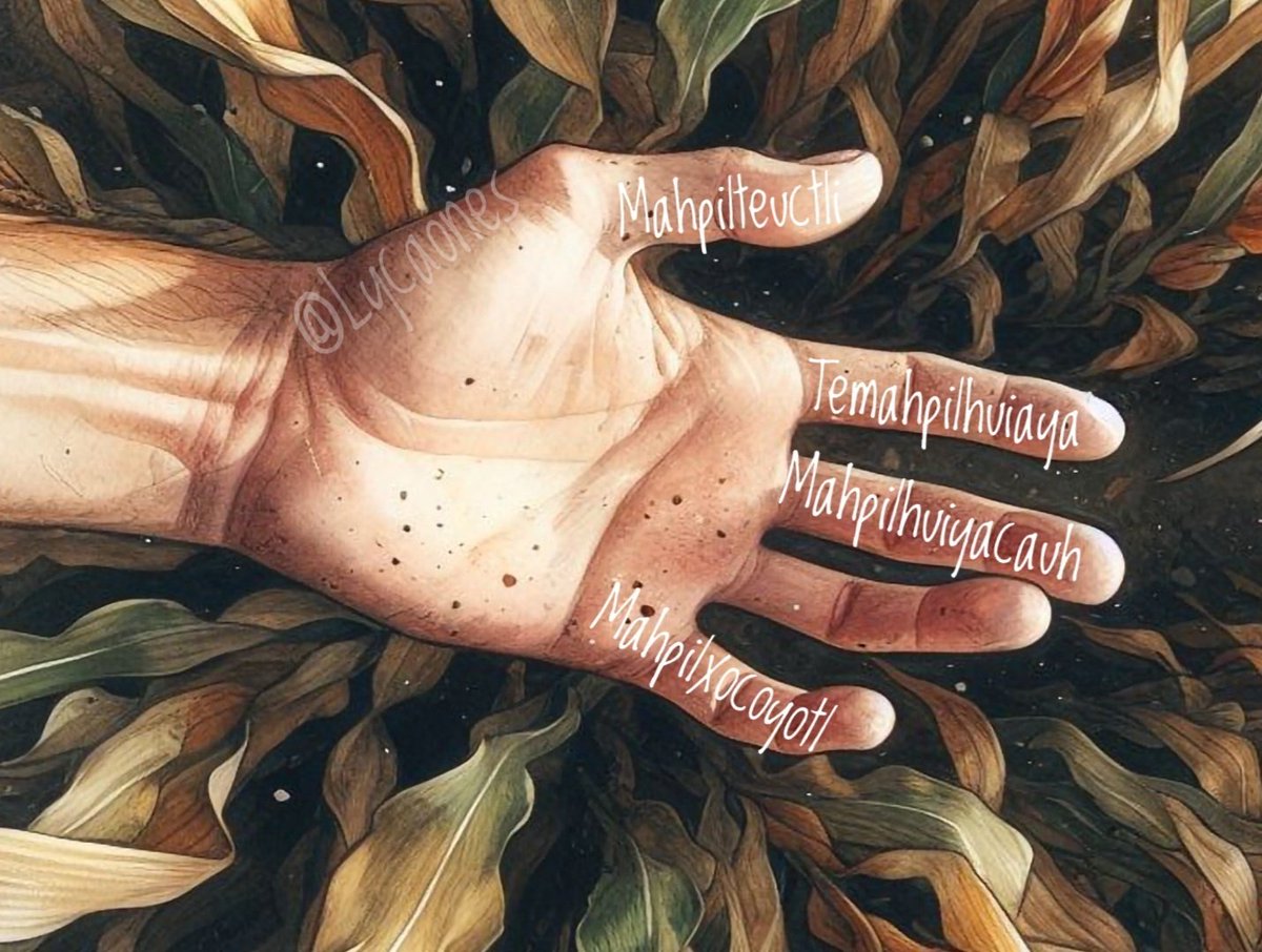 ¿Sabías que en #náhuatl, ‘Mahpilli’ significa ‘dedo’, literalmente ‘el hijo de la mano’? En náhuatl cada dedo tiene su propio nombre, ¡excepto el anular!