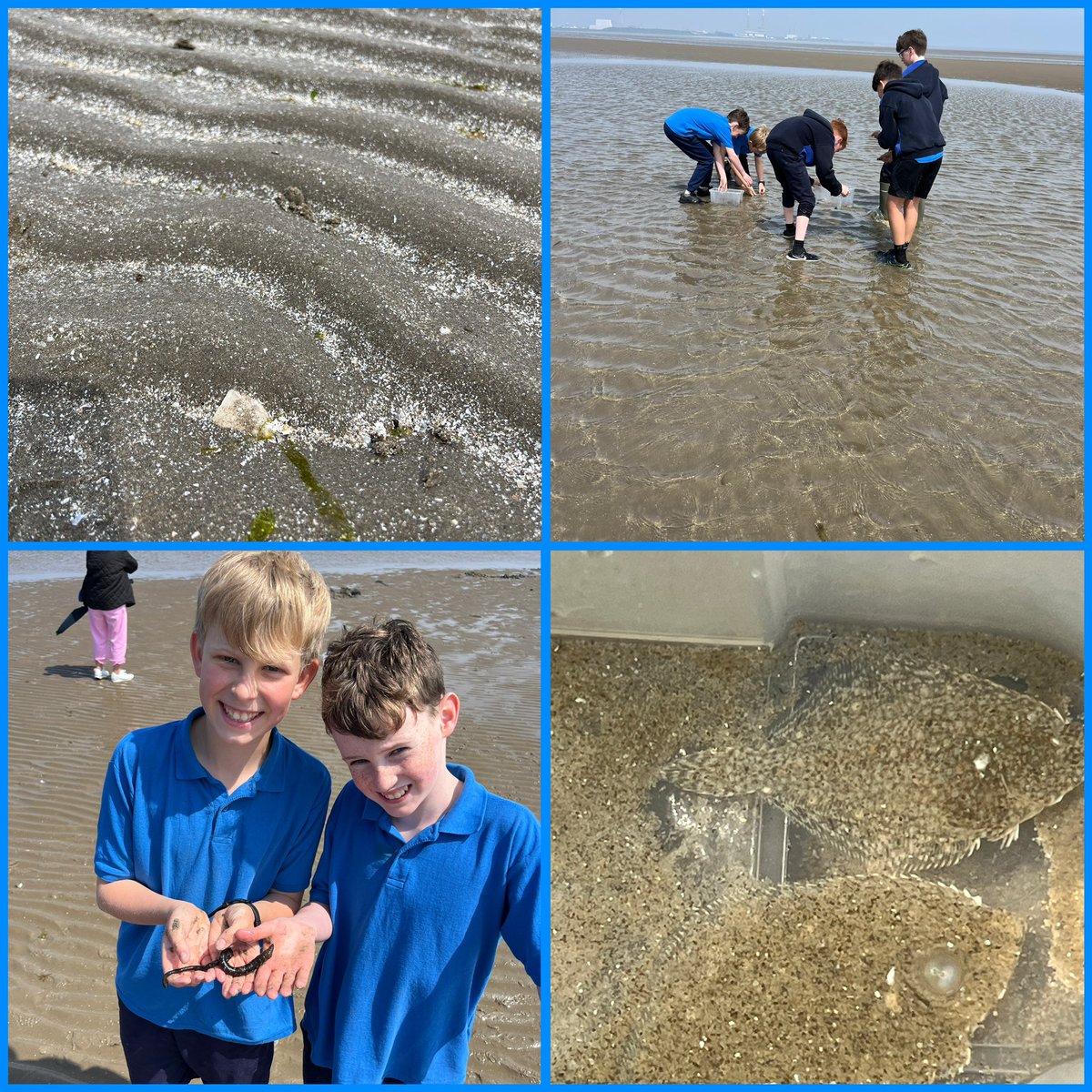 Another fantastic Seashore Safari in Booterstown with St Marys Boys NS ☀️We found huge lugs, baby flatfish, hermit crabs, sand gobies, shrimp, cockles, crabs and so much more - such a great day😎 @MarineInst @explorersedu