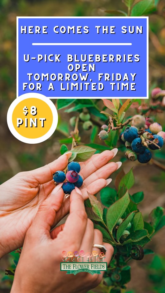 Visit us tomorrow for Blueberry Friday! 🫐
bit.ly/3WDkra2..