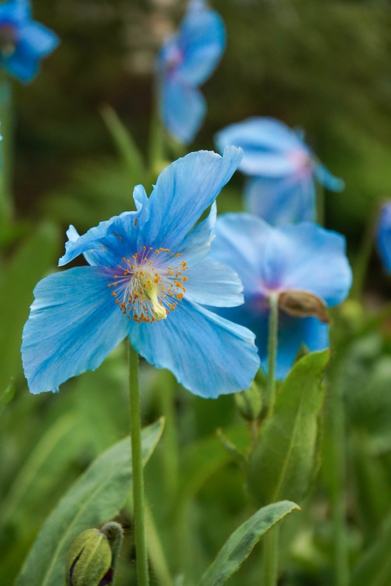 💙Himalayan blue poppies (Meconopsis x sheldonii) are in bloom now! These rare, sky-blue poppies are native to the Himalayas, and have vibrant sky-blue flowers in late spring.