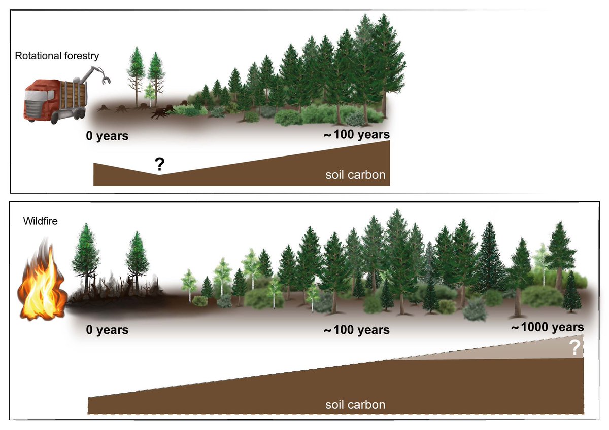 REVIEW The biological controls of soil carbon accumulation following wildfire and harvest in boreal forests: A review 📄 onlinelibrary.wiley.com/doi/full/10.11… @michael_gundale
