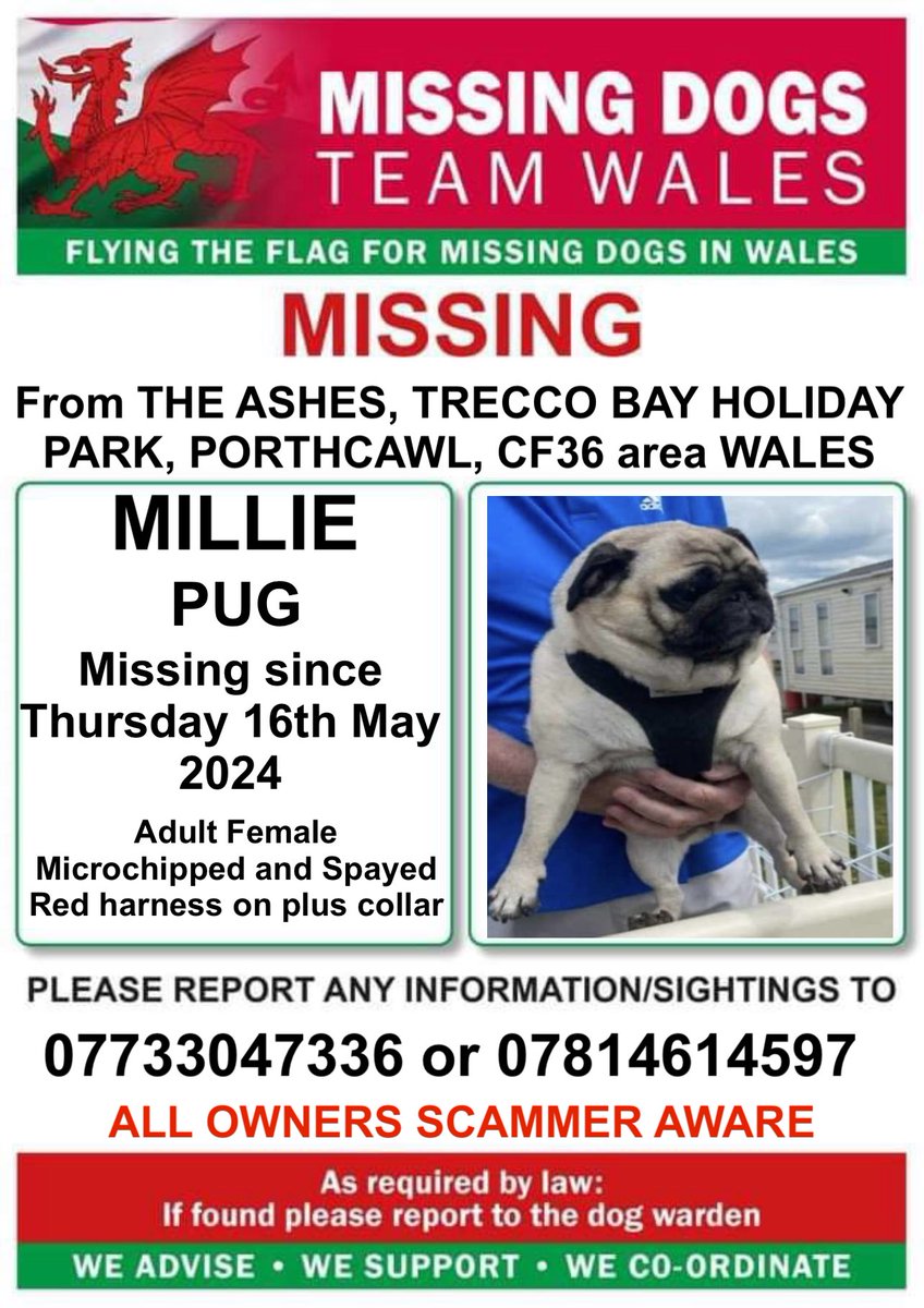 ‼️SIGHTINGS NEEDED PLEASE ‼️
MILLIE IS MISSING FROM #TRECCOBAYCARAVANPARK #PORTHCAWL #CF36 ( The Ashes ) #WALES 
SINCE THURSDAY 16th MAY‼️

💥Millie is has a collar and Red Harness on also Spayed & Microchipped 💥
Please call either numbers if seen asap ‼️