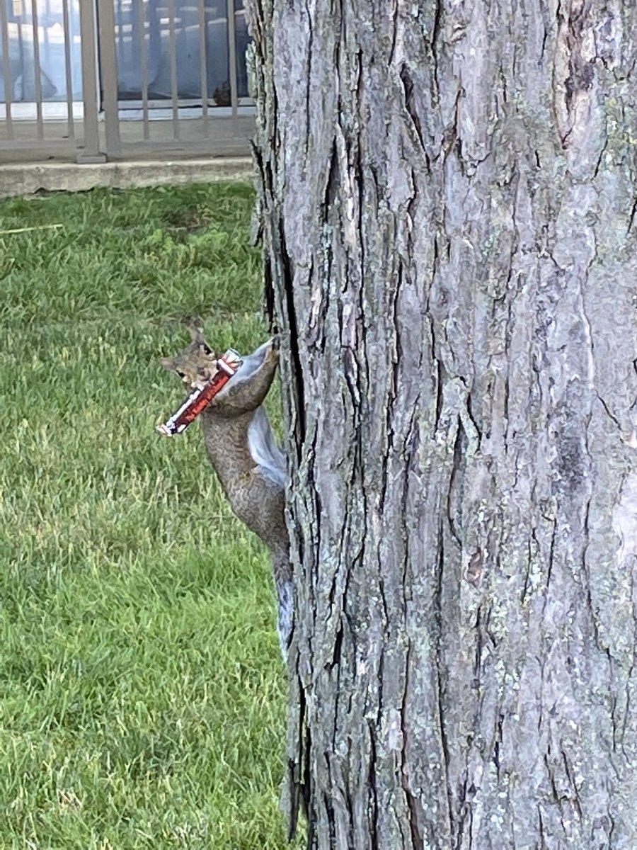 @SafferTheGaffer @smilingbluedog I always watch out for my squirrel neighbors. Here’s one from last year. (Found a piece of candy apparently). I try to give them pecans when I can. 😀