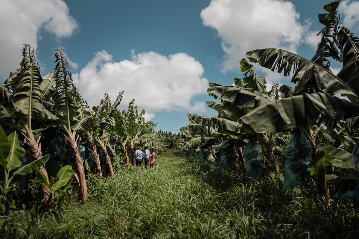 En Martinique, nos producteurs de bananes sont accablés de normes toujours + contraignantes et ils subissent une concurrence déloyale alimentée par l’UE qui a baissé les droits de douane sur les bananes concurrentes, sacrifiant ainsi nos producteurs antillais. #VotezMarion