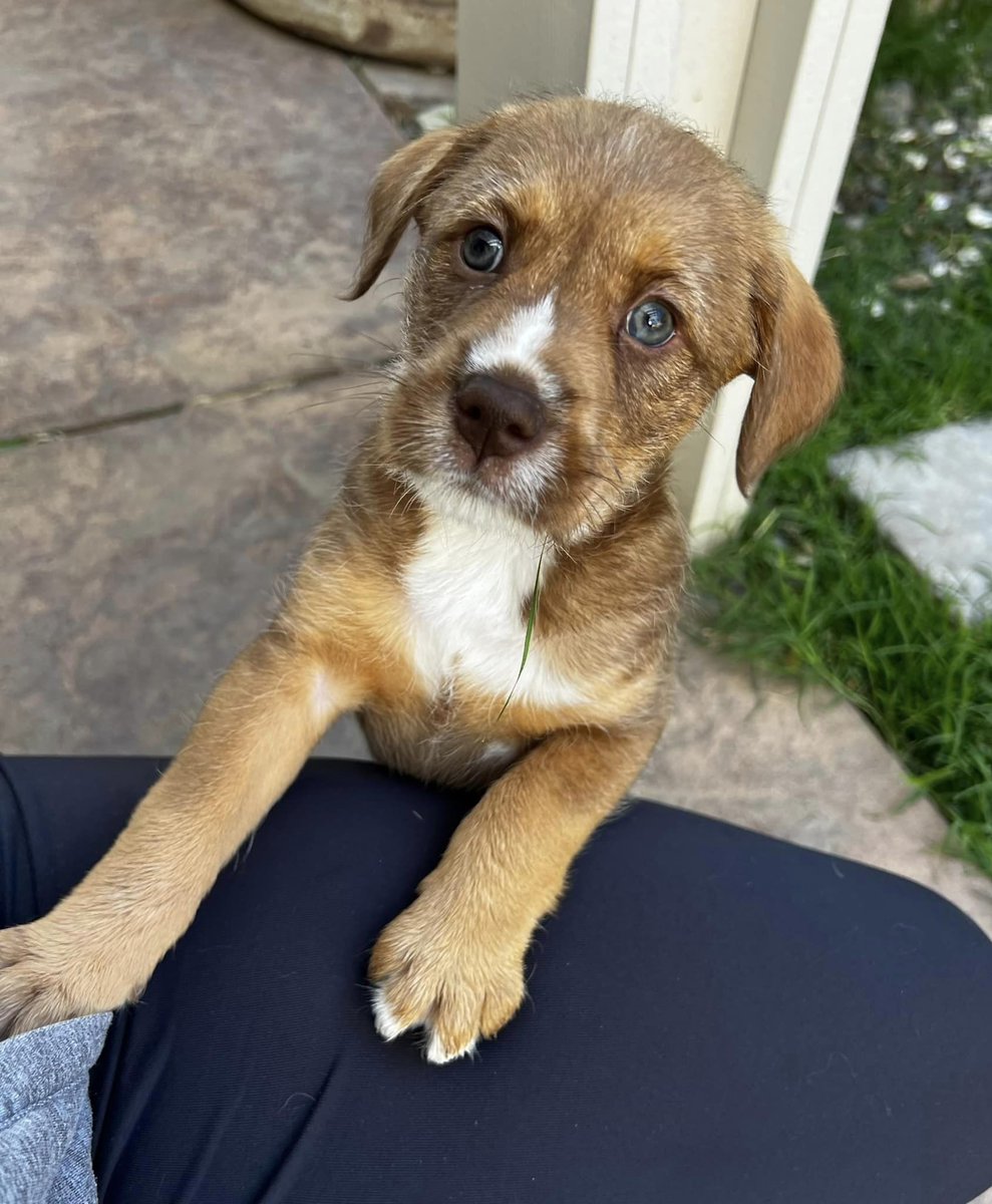 🤩 Accepting adoption applications for Mario NOW!! 🤩 Apply at shelterluv.com/matchme/adopt/… Age: 7 weeks Sex: male Breed: Terrier Mix Estimated adult weight: 40-60lbs #adoptdontshop #adoptme #puppies #petsmart1184 #gratitude