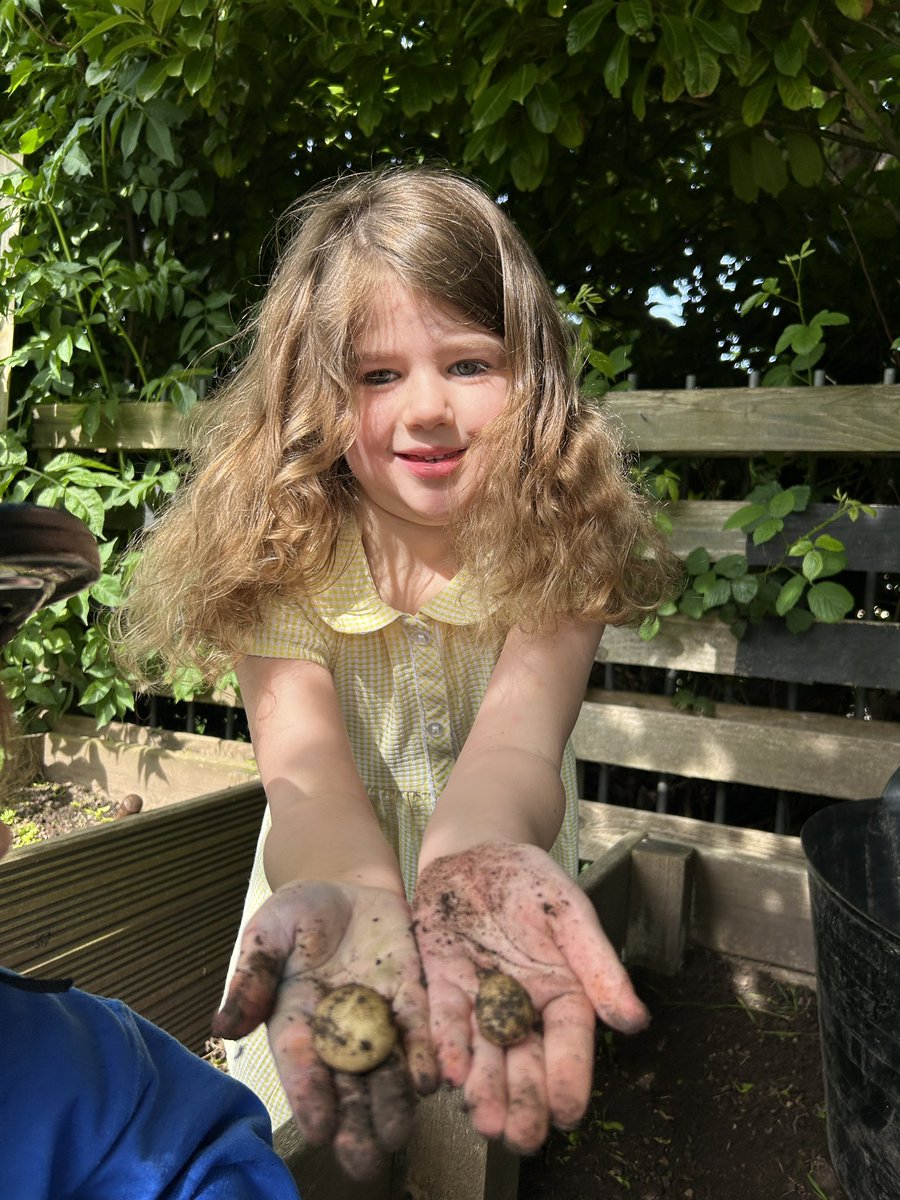 #CPSMeithrin Harvesting potatoes in our garden! 🥔