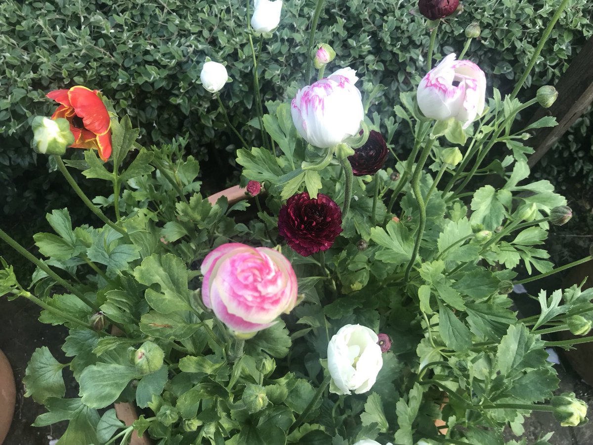 Delighted with my ranunculus