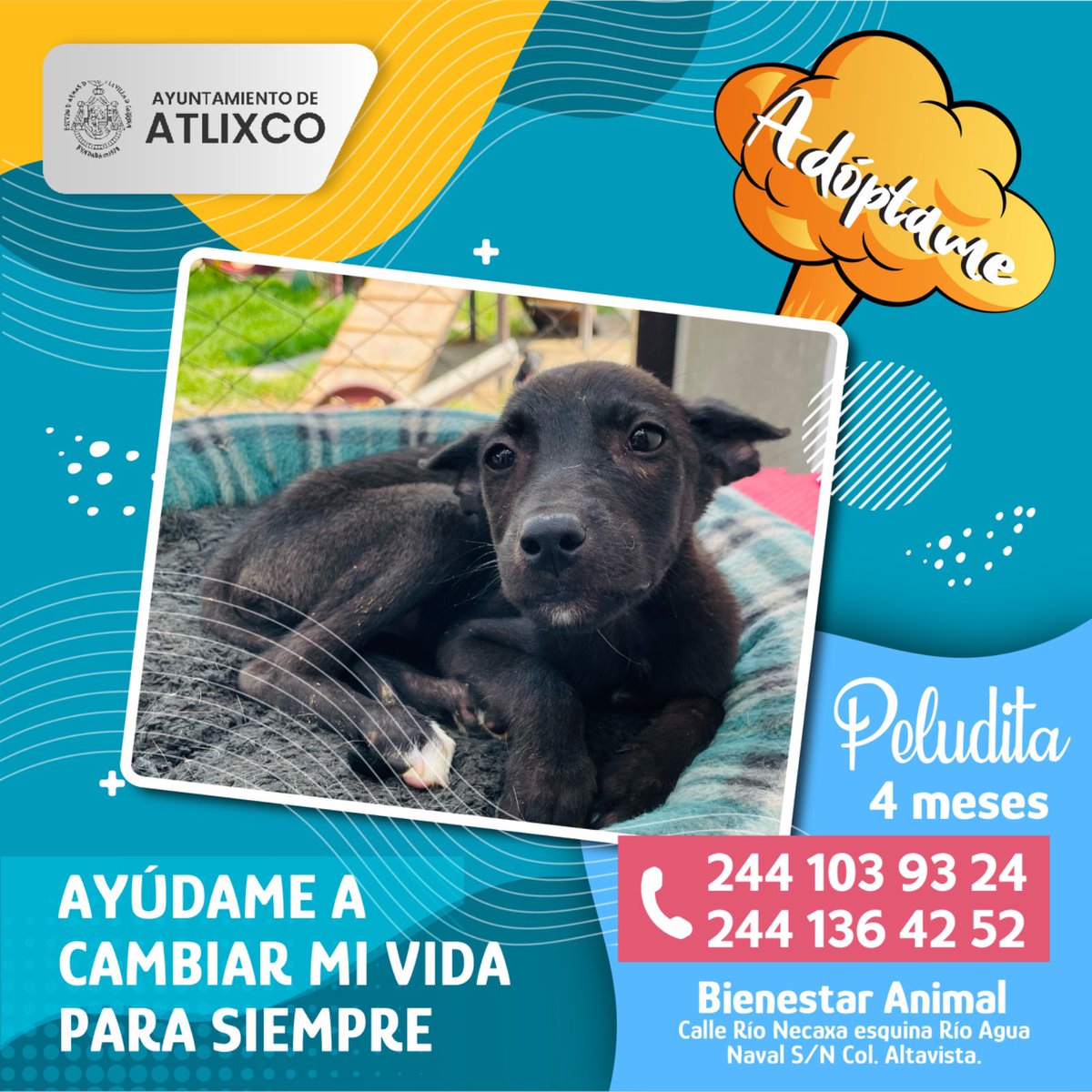 Estos peluditos necesitan una familia para dar todo el amor que tienen. Ayúdalos a cambiar sus vidas, pero estamos seguros, ¡que ellos cambiarán la tuya! 🫶🏼 ¡#Adopta! ✅ Si estás interesado manda un mensaje al: 244 136 4252.