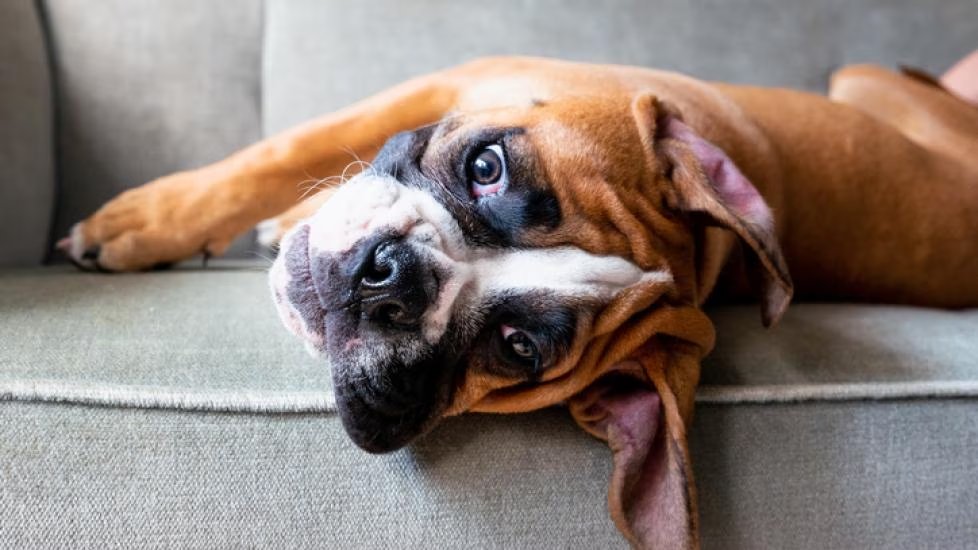 Reverse Sneezing in Dogs: Causes and What to Do, if you live close to the sea the dog might also´ve breathed in salt water, that´s usually harmless. But better go to the vet once too often. petmd.com/dog/general-he… @PetMD