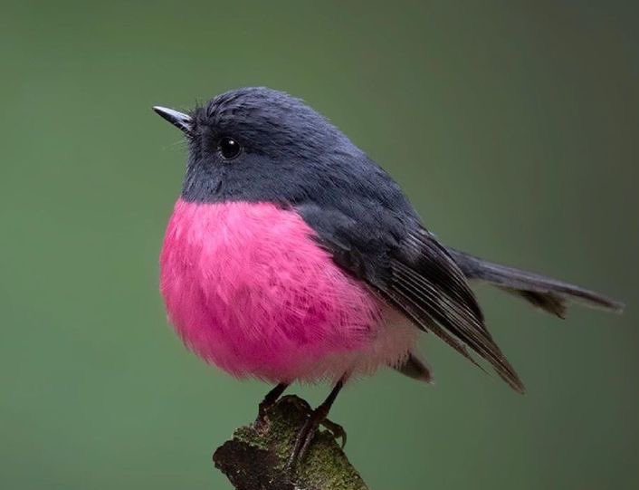 Ne_zaha's tweet photo. طائر روبين الوردي ،صغير الحجم لكن عصبي
Pink robin bird https://t.co/wVjb2uzMdc