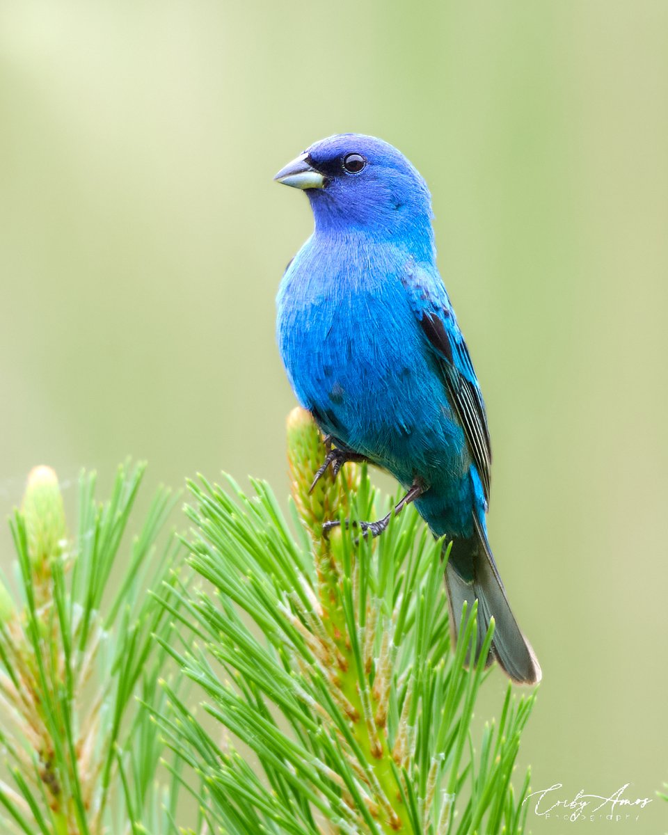 How blue is this Indigo Bunting? Sporting the breeding plumage big time.
.
ko-fi.com/corbyamos
.
linktr.ee/corbyamos
.
#birdphotography #birdwatching #BirdTwitter #twitterbirds #birdpics #BirdsofTwitter