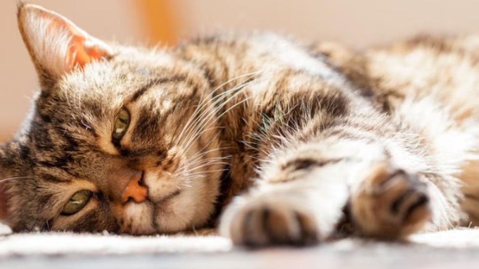 6 Reasons Why Your Cat Is Not Eating and What To Do, but your cat may also simply not like the prescribed diet food, for example for kidney disease, urinary stones or diabetes, then ask your vet for another product. petmd.com/cat/nutrition/… @PetMD