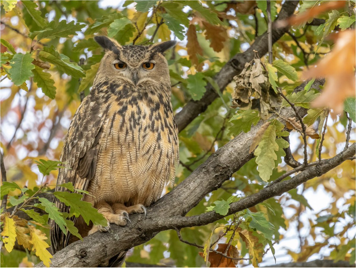 Vote for my photo of Flaco in the America’s Favorite Photos competition: #birdcpp
AmericasFavoritePhotos.com/v/xvd77d