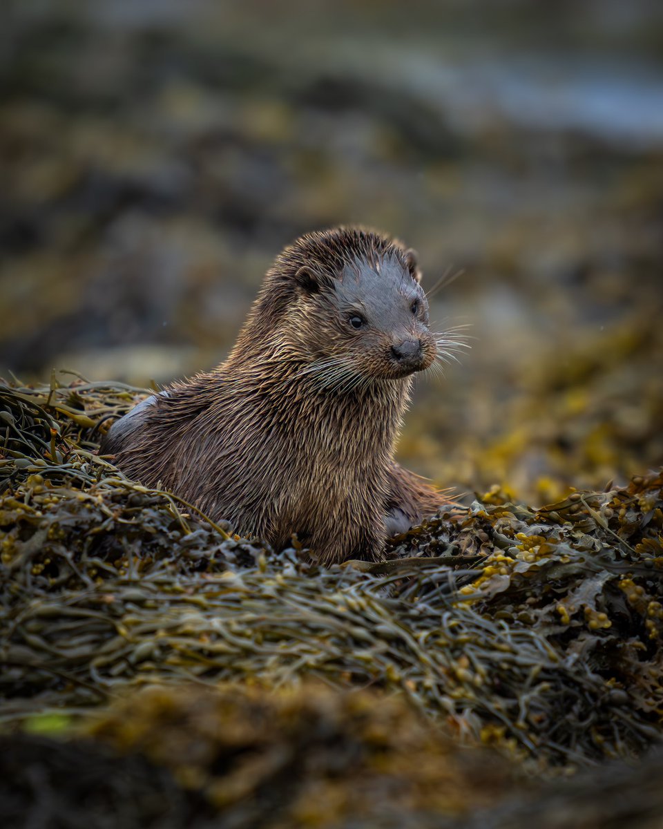 I’m guessing a cute photo of an Otter would make you smile this evening ? 🦦

@VisitScotland #isleofmull #mull
#scotland #otter #wildlife #nature
#wildlifephotography #wildlifeonearth 
@BBCEarth