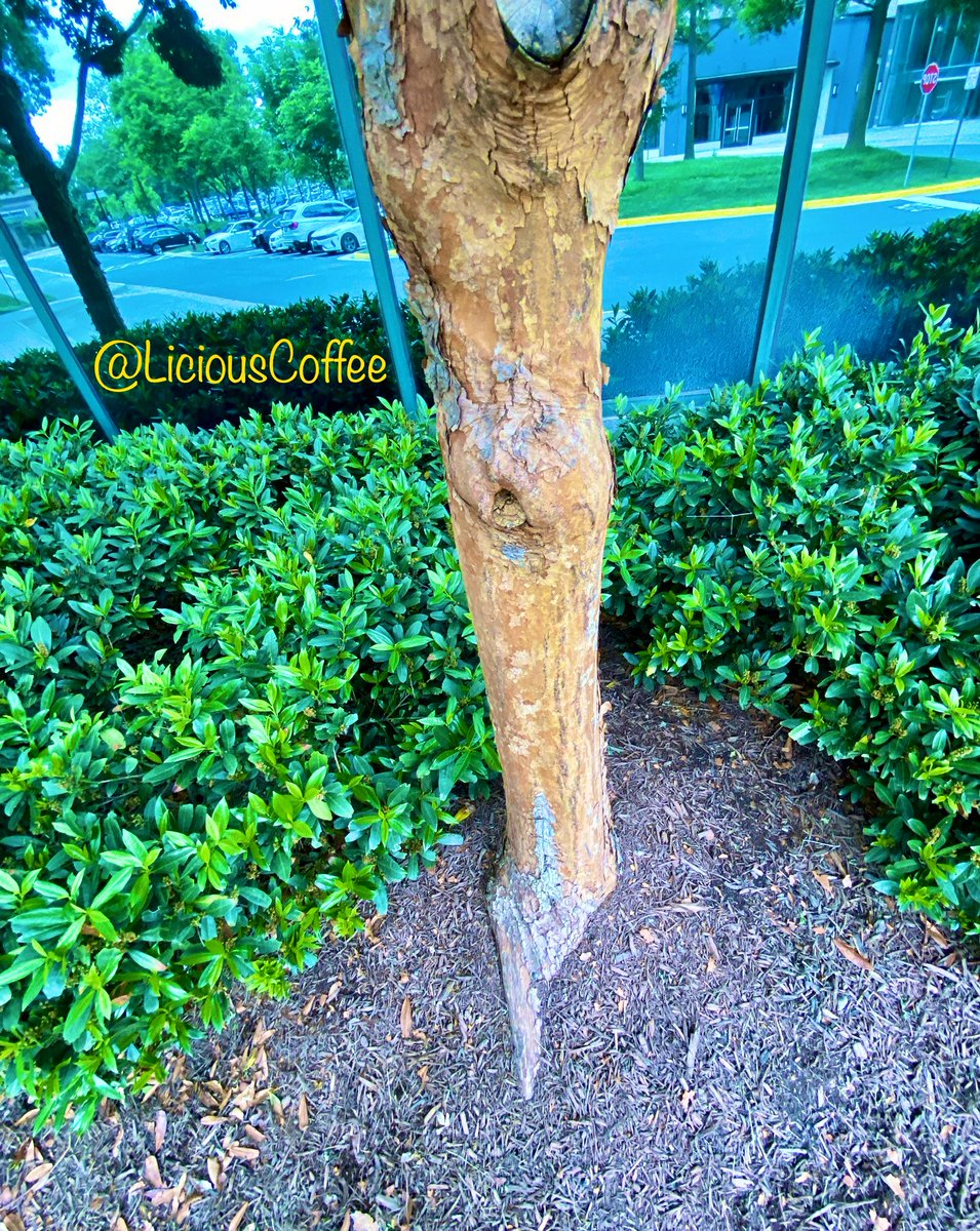 Good morning🌎💝💫 It’s a GREAT day 👋🏽Hey Thursday☕️🌞 😍Here’s the 2nd of 3 Sisters from a small grove of🌳🌳🌳 Paperbark Maple Acer Griseum Beautiful 👀 tree bark from top to bottom🌳🌿🧡❤️ #Nature #NaturePhotography #Photography #PhotographyIsArt #trees #City #CityTrees