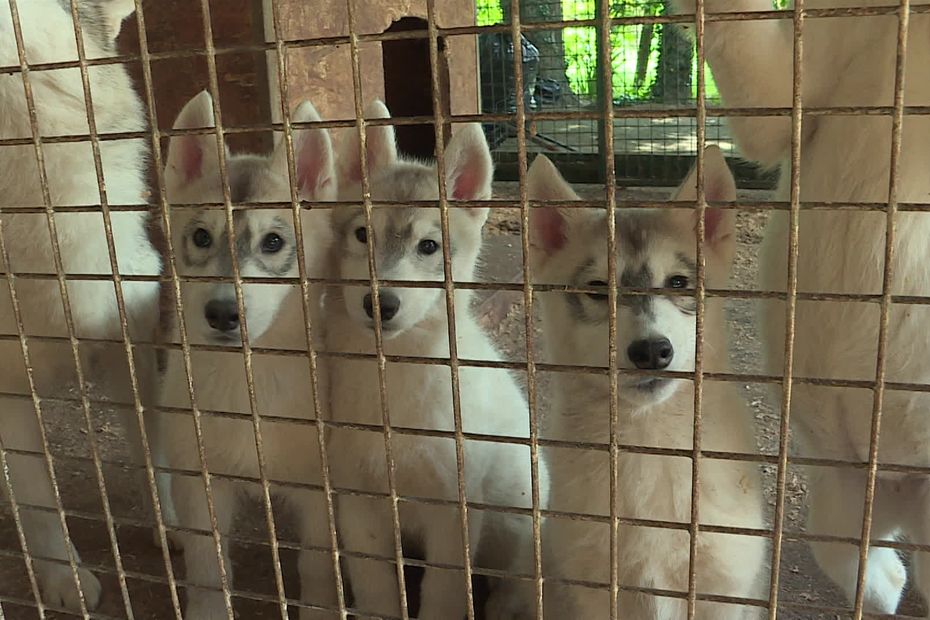 Un élevage illégal d'une centaine de chiens huskies perquisitionné près de Montargis: Une centaine de huskies ont été découverts le 14 mai dans un élevage illégal à Douchy-Montcorbon dans le Loiret lors d’un contrôle de gendarmerie. La propriétaire des… dlvr.it/T6zY8M