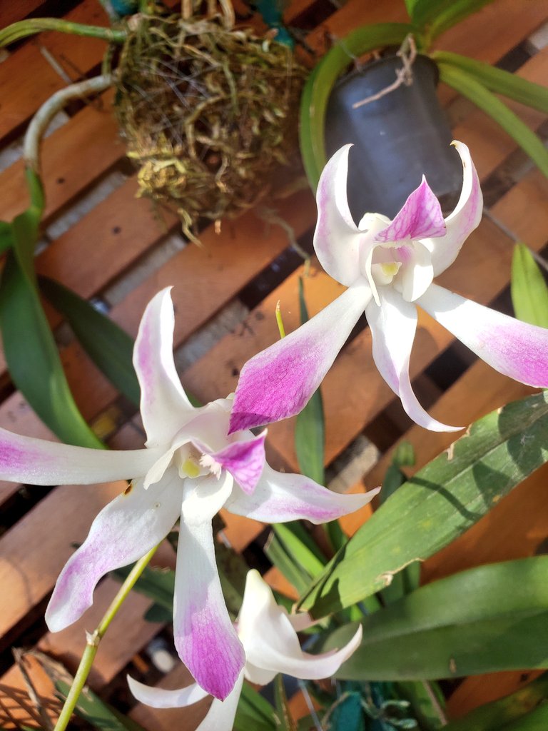 Orquídea Dendrobium Denphal!
Boa tardinha, pro 6!