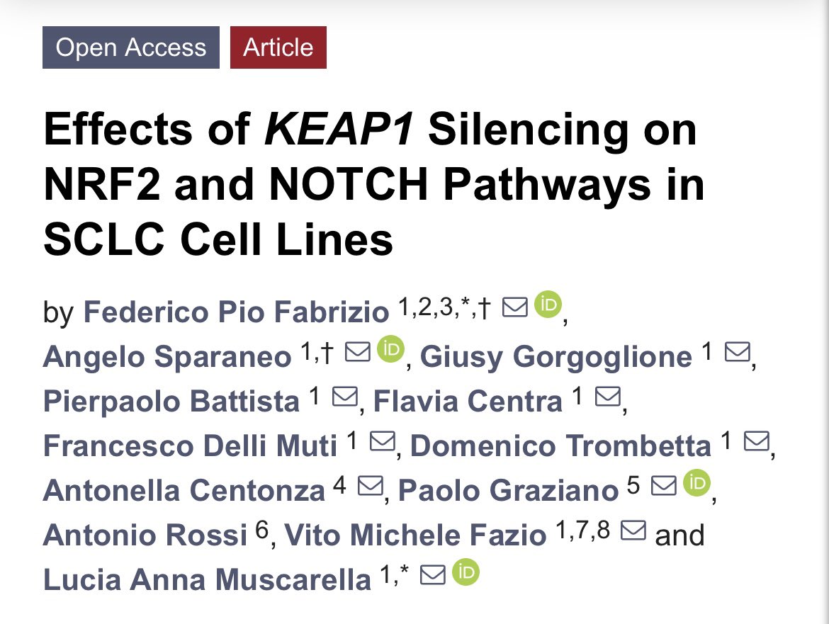 🎉Il mio lavoro di dottorato pubblicato! ‼️Abbiamo dimostrato l’attività di due vie di segnalazione mediate da NRF2 e NOTCH che, quando sono deregolate, possono cooperare tra loro e accelerare la progressione del carcinoma polmonare a piccole cellule! 👉🏻mdpi.com/2072-6694/16/1…