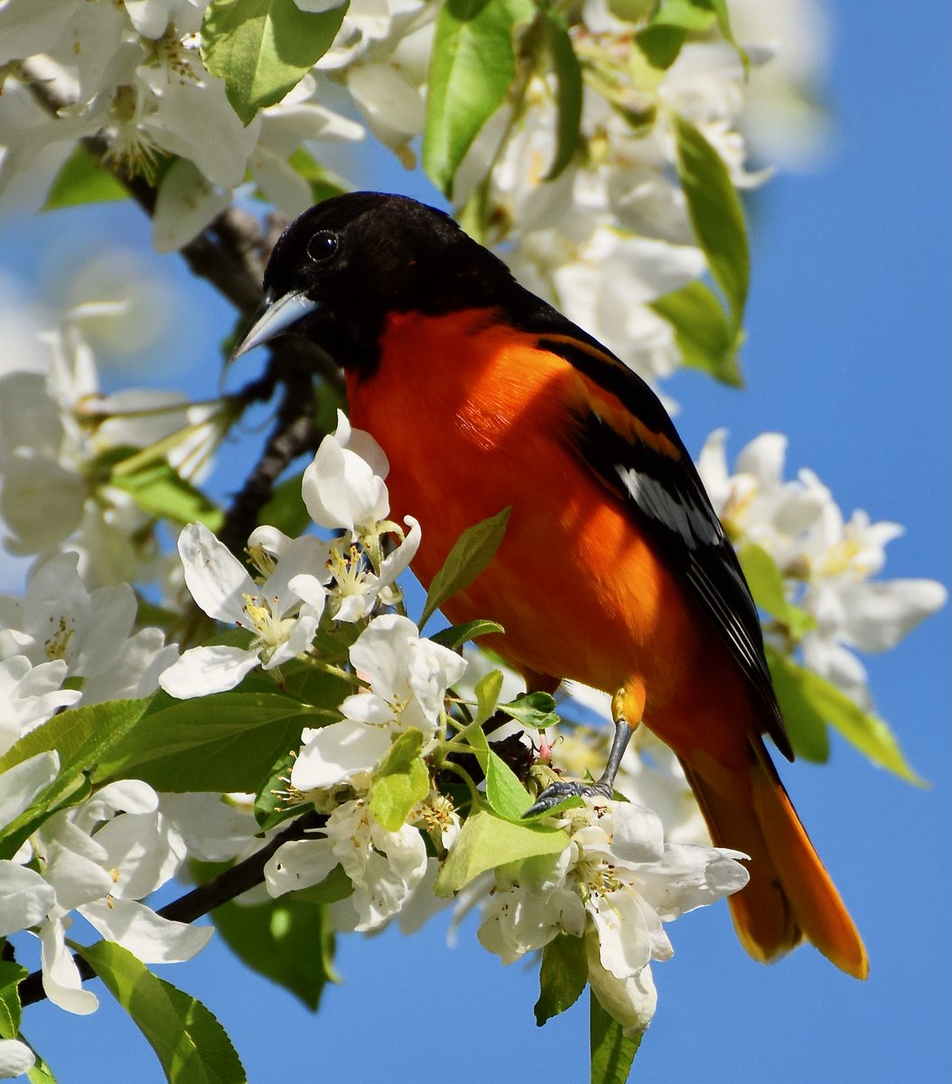 Blossoms and Birds ... a beautiful Baltimore Oriole amongst the apple blossoms at the Dominion Arboretum. If I were a bird I would spend my day in here too! #birds #birdswatching #wildlifephotography #Ottawa #ShareYourWeather #StormHour <a href="/ThePhotoHour/">#ThePhotoHour</a>