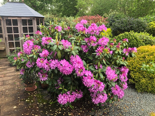 Meanwhile, in the garden, the azalea and rhododendrons are looking grand, and just look at my lovely Manhattan Lights lupins!! 😍😍 #garden #flowers #lupins