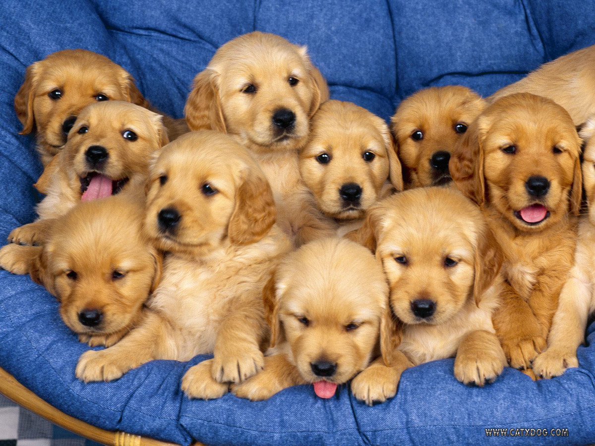 I'd love to live in a land of puppies. #dogsarelove