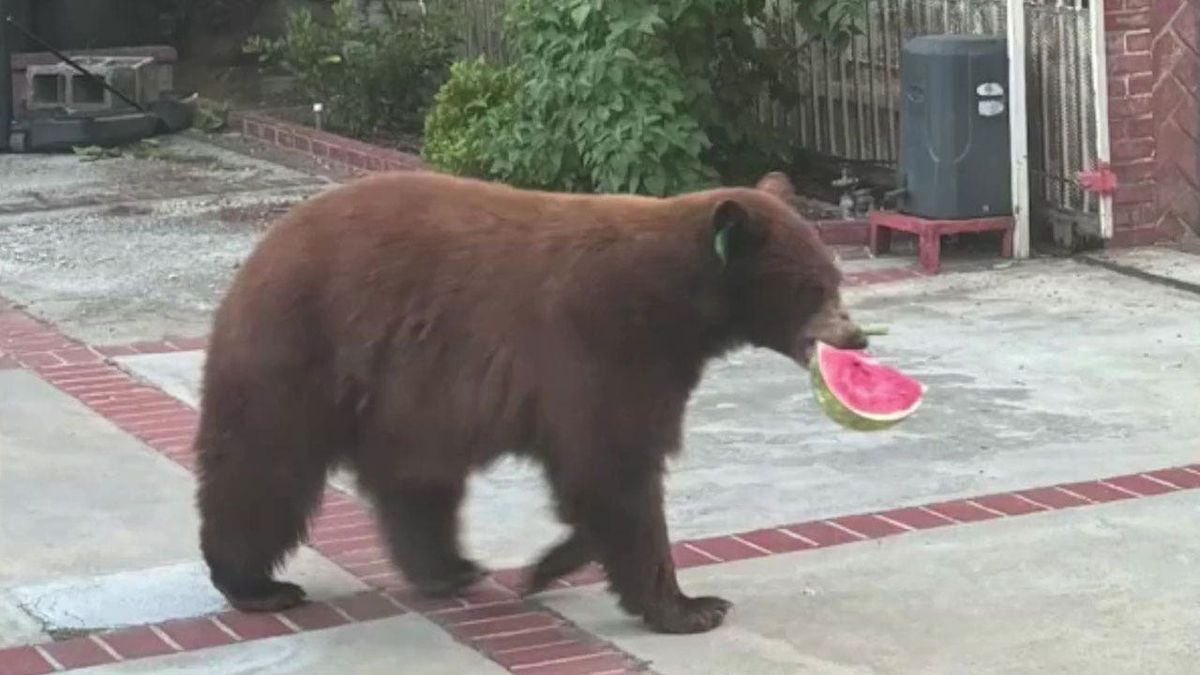 Bear breaks into Southern California family's refrigerator, steals watermelon fox2detroit.com/news/bear-vide…