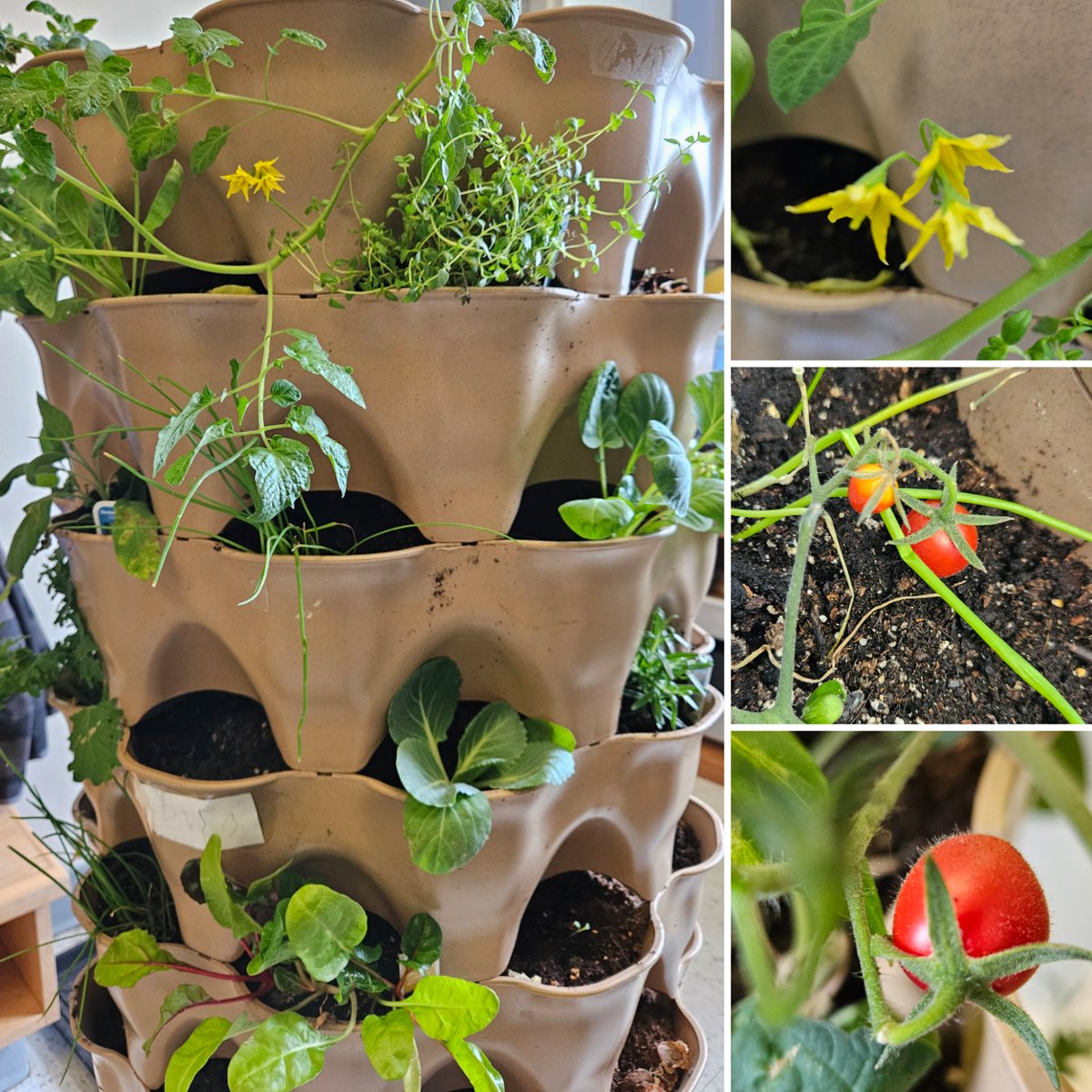 mmevanneste's tweet image. The Maples are taking very good care of our class tower garden! They are excited to see flowers and tiny tomatoes on our tomato plants! @StRitaOCSB @ocsbEco #ocsbDeepLearning