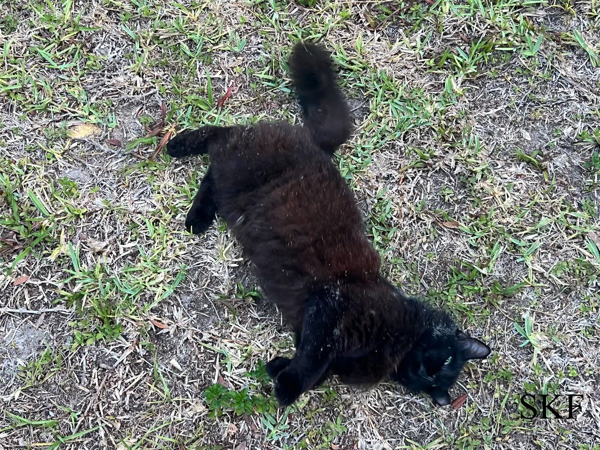 Raspberry had some fun rolling around in the dirt this #FluffyFursday Afternoon at the Big Guy’s Main Work Campus. 😹😹😹 She’s has really settled in here now and will sometimes follow the Big Guy around meowing for more food. 💛💚🩵🧡❤️ #CatsOfTwitter #CommunityCat #Panfur