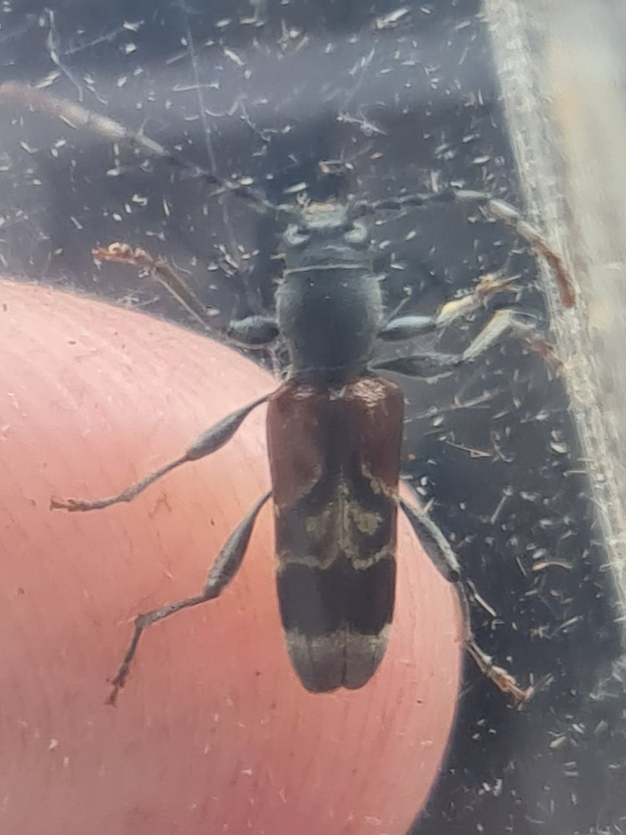 Work beetle today, Anaglyptus mysticus, a Hawthorn loving longhorn. 
One of the prettiest, but only the second I've seen.
Advantages of working outside.
(It fell into my car when I opened the roof!!😄😄)
Magor, Monmouthshire 
#coleophora #beetles