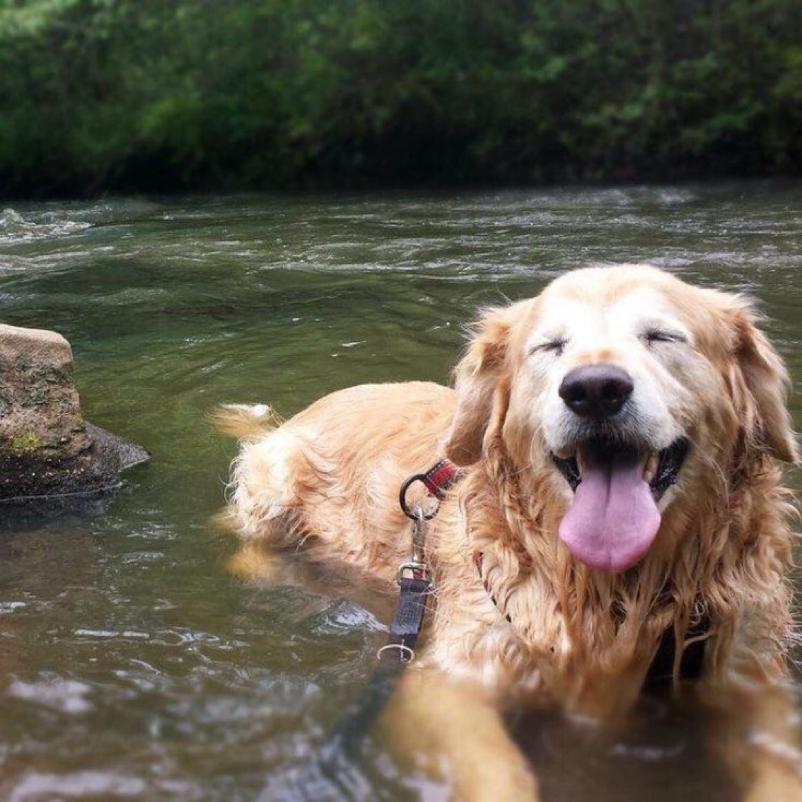 How to be happy: 

Step 1: Be a dog.