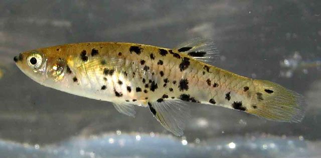 Happy #IDThatOceanCritter Day! Is this a... a. Eastern Gambusia (Gambusia holbrooki) b. Speckled Mosquitofish (Phalloceros harpagos) c. Swordtail (Xiphophorus hellerii) Choose from these 3, and I tell you in a few hours! Photo: Mark Maddern #scicomm