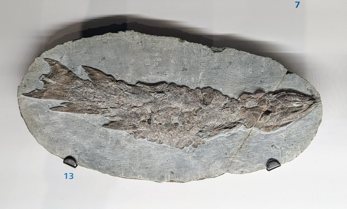 I have a fossil from ‘The Age of Fishes’ for this #FossilFriday! Eusthenopteron foordi was a lobe-finned fish that lived 375 million years ago during the Devonian period. This example was found in Miguasha National Park, Quebec, Canada. 🐟