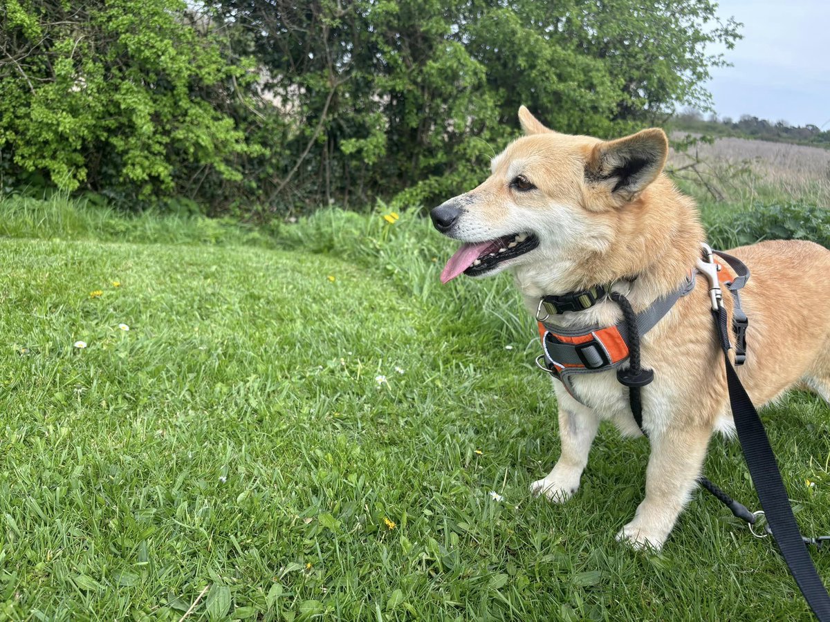 KIEVA is in kennels and looking for her forever family This happy little lady is around 3 years old, they think she maybe has some corgi in there (and some fox ) She is a happy loving lady who loves cuddles and is happy to go out for a walk #Immingham #hull #Hornsea #Bridlington