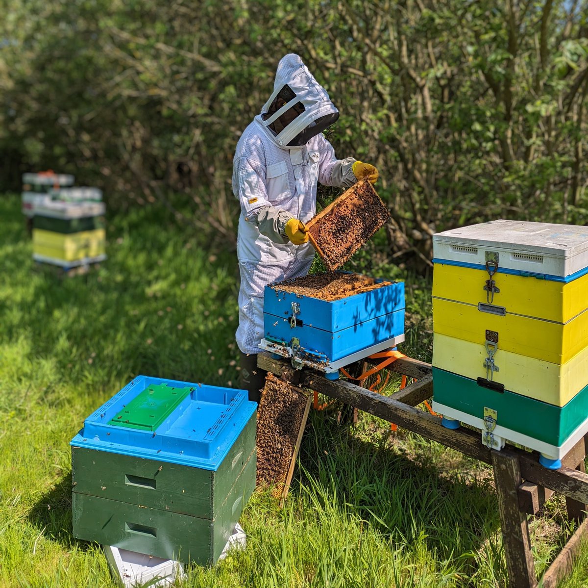 A sunny day for inspecting, at last! #NorfolkHoneyCo #StewartSpinks #BeekeepingForAll #Beekeeping #Honeybees #BeeFarmer #Patreon