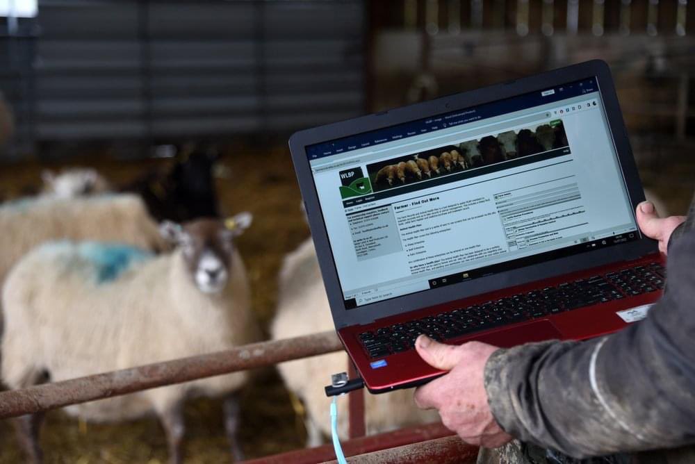 Welsh Lamb and Beef Producers Antimicrobial Use Reports for both 2021 and 2022 are here! These reports provide detailed analysis of antimicrobial use (AMU) in beef, sheep and dairy sectors across Wales. 

Please click on the links below to find out more: wlbp.co.uk/news/38-welsh-…