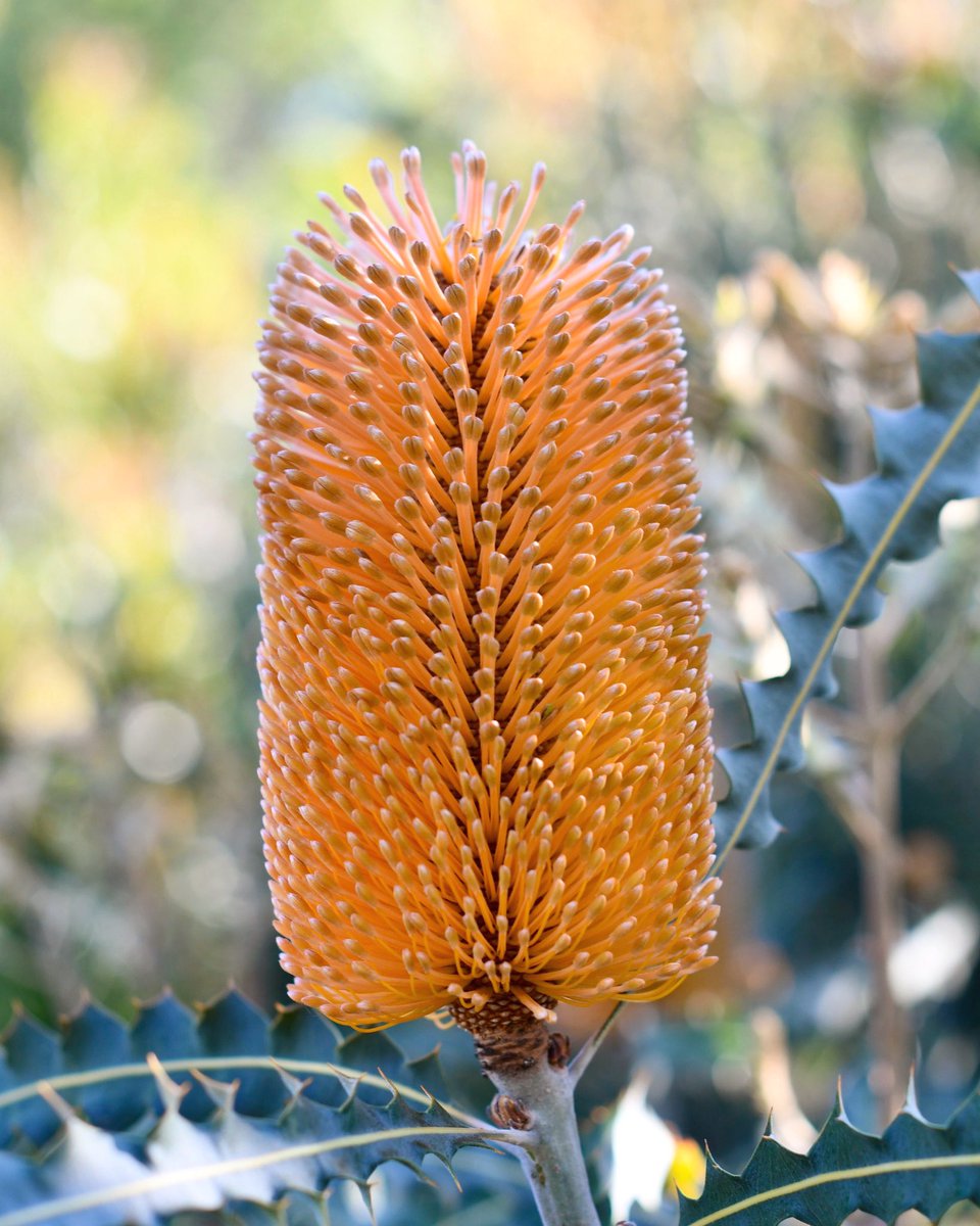 #Banksia #ashbyi or also called Ashby’s banksia. What appears to be one large, showy cylindrical-like #flower is a solid cluster of 1000+ single blooms. Ashbyi’s eye-catching orange hue adds drama and vibrance in the field or garden, and extraordinary #texture to floral designs.