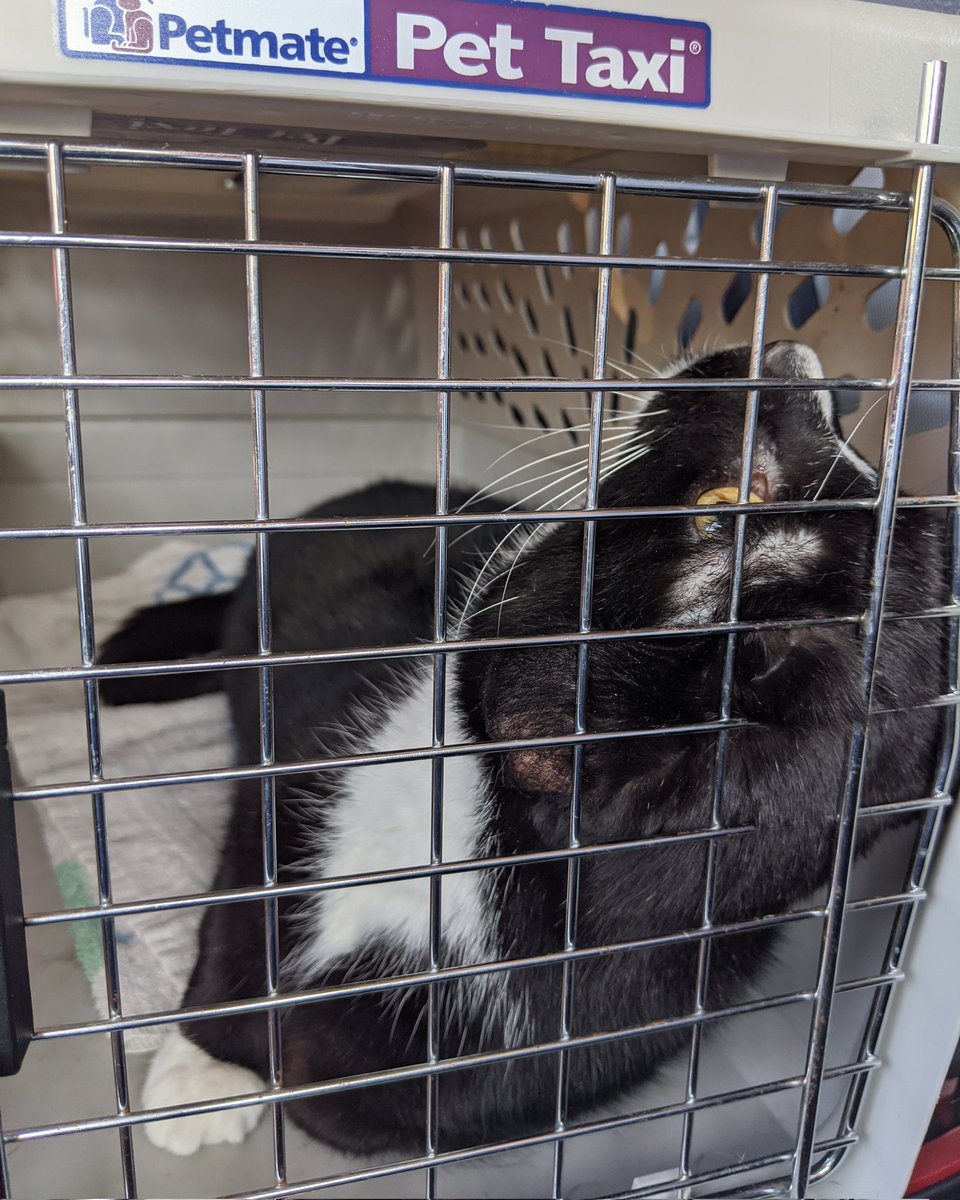 That time Fred went to the vet because his head was on backwards! 🙀😹 (Not really. He needed a tooth extraction.) #ThrowbackThursday #CatsOfTwitter #CatsOnTwitter #CatTwitter #tuxiecats #seniorcats #RescueCats #catpics #cats #memories #CatsOfX #CatsOnX #housecats #CuteCats