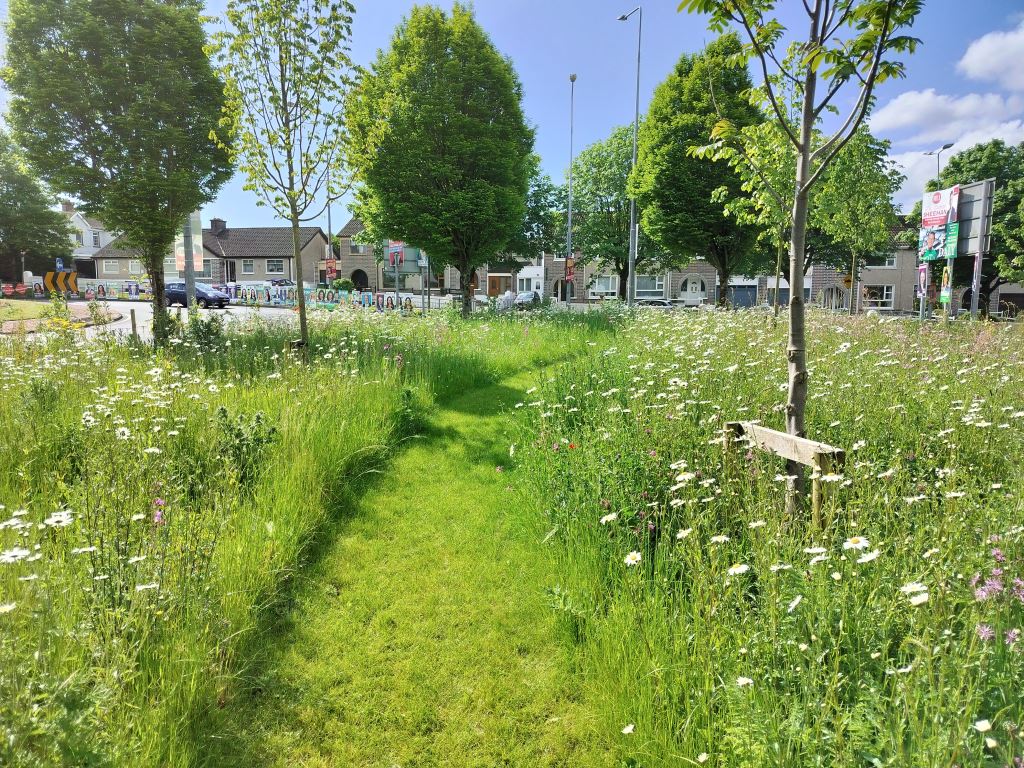 The #ActiveTravelLimerick team is continuing to maintain a wildflower meadow as part of the completed Brookville Avenue Active Travel Scheme. The team is committed to delivering effective biodiversity measures as it continues to upgrade and enhance Limerick's walking and cycling