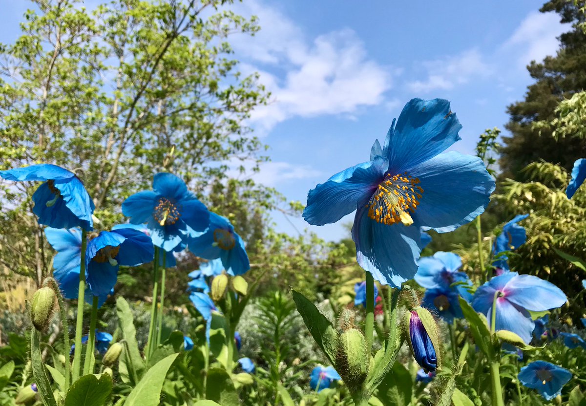 The stunning Himalayan Blue Poppies 🩵

😍my all time favourites and never fail to impress! 

A warm and sunny Thursday afternoon 

Inverness 

#LoveUkWeather #ThePhotoHour #Poppies #Flowers