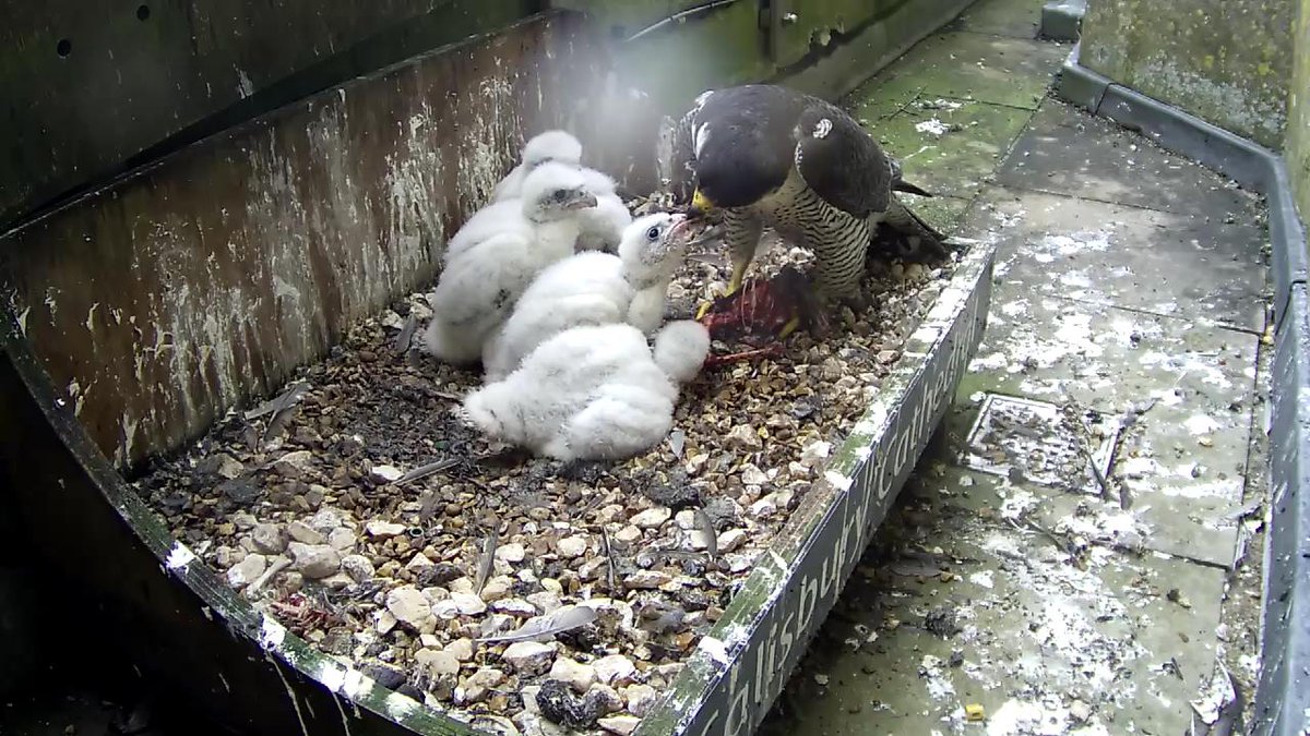 In the blink of an eye, our well-fed peregrine chicks have jumped in size!🐤 The first photo here shows the peregrines on 1 May and the second photo shows the chicks yesterday, on 15 May!