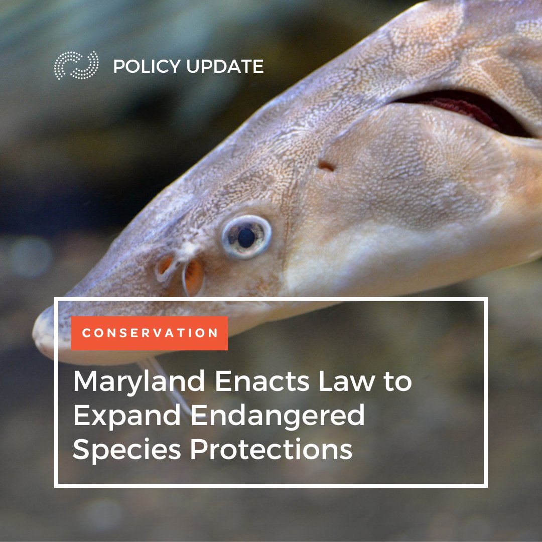 Maryland @palakovichcarr's landmark #EndangeredSpecies legislation has been enacted! Invertebrates are now included in the state's endangered species lists making it one of the strongest in the country 🐌 Learn more in our latest policy update: ncelenviro.org/articles/maryl…