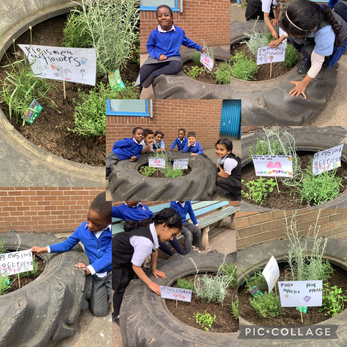 Reception have been busy planting some wonderful herbs for all to enjoy in our playground tyres! 🌱🪴Please respect the plants by reading our very important signs so that we can all keep our school looking and smelling great! 🪴🌱🪴