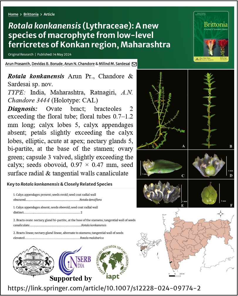 Arun Prasanth (@aprasanthr) on Twitter photo A new species of #macrophyte, Rotala konkanensis sp. nov. from lateritic plateaus (low-level ferricretes) of Konkan region. Research work supported by <a href="/_SPPU/">University of Pune</a> <a href="/serbonline/">SERB</a> <a href="/iaptglobal/">International Association for Plant Taxonomy IAPT</a>
<a href="/sardesaimm/">Milind Sardesai</a> <a href="/arun_chandore/">Dr. Arun Chandore</a>
Full paper: link.springer.com/article/10.100… A new species of #macrophyte, Rotala konkanensis sp. nov. from lateritic plateaus (low-level ferricretes) of Konkan region. Research work supported by <a href="/_SPPU/">University of Pune</a> <a href="/serbonline/">SERB</a> <a href="/iaptglobal/">International Association for Plant Taxonomy IAPT</a>
<a href="/sardesaimm/">Milind Sardesai</a> <a href="/arun_chandore/">Dr. Arun Chandore</a>
Full paper: link.springer.com/article/10.100…