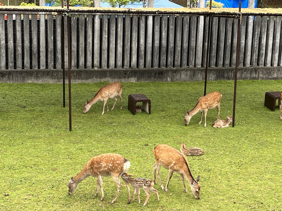 shinroku_nara's tweet photo. If you touch a newborn fawn ,the mather deer will abandon the fawn⚠️🦌 https://t.co/DrUmh2KmnK