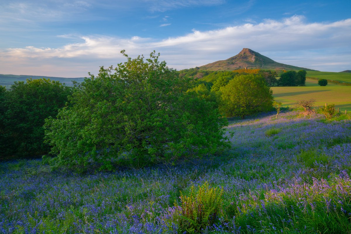 2024's #Bluebells at #NewtonWoods with #RoseberryTopping in the #NorthYorkMoors #StormHour #ThePhotoHour #LandscapePhotography