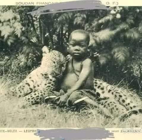 The story of the Leopard in the KONGO tradition

'Ngo' is a kikongo name meaning leopard and which gave birth to the name of KONGO kingdom (Leopard kingdom) which became in modern times CONGO. Central to the history of the country as in the life of the Congolese, the leopard