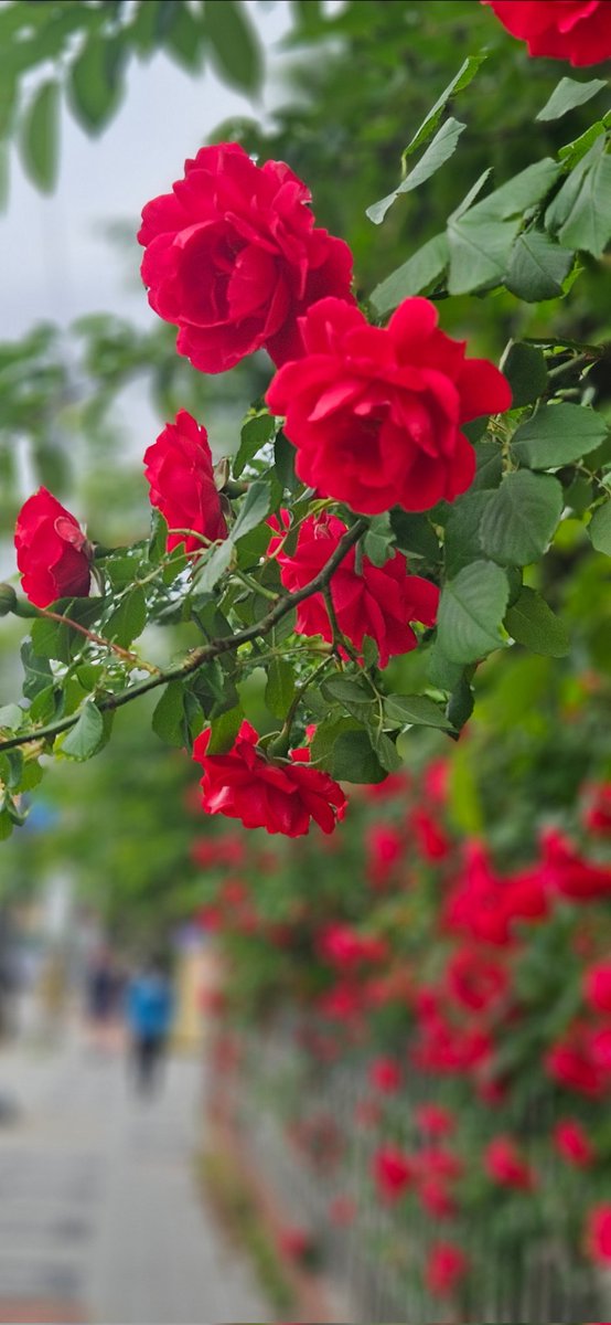 어제 비가 내리고, 5월의 장미는 슬프도록 아름다웠다.
"가서 즐거워하고, 거기에 어울려라.
우리의 인생에서 이미 지나가버린 해만큼 아름다운 해는 없을 것이니." -Hesse