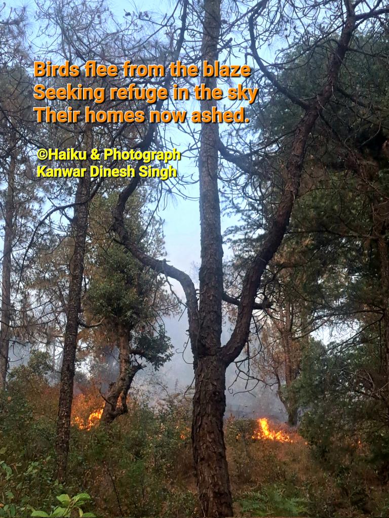 Kanwar Dinesh Singh (@k_dineshsingh) on Twitter photo HAIKU ☘️
Birds flee from the blaze
Seeking refuge in the sky
Their homes now ashed.
©Haiku &Photograph
Kanwar Dinesh Singh
#haiku #jshaikucorner #haikufeels
<a href="/BashoSociety/">Basho Society</a> <a href="/WalesHaiku/">Wales Haiku Journal - SUBS OPEN</a> <a href="/HaikuSeed_/">Haiku Seed Journal</a> @haikufound <a href="/HaikuCrush/">Haiku Crush</a> #forestfire HAIKU ☘️
Birds flee from the blaze
Seeking refuge in the sky
Their homes now ashed.
©Haiku &Photograph
Kanwar Dinesh Singh
#haiku #jshaikucorner #haikufeels
<a href="/BashoSociety/">Basho Society</a> <a href="/WalesHaiku/">Wales Haiku Journal - SUBS OPEN</a> <a href="/HaikuSeed_/">Haiku Seed Journal</a> @haikufound <a href="/HaikuCrush/">Haiku Crush</a> #forestfire