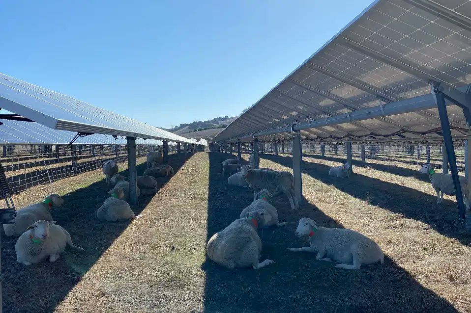 In fact, solar farms can actually improve livestock farming productivity…. 🤷‍♂️ newscientist.com/article/235754… More irrelevant nonsense from the Telegraph.